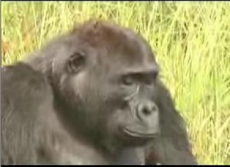 Gorillas of the Northern Congo