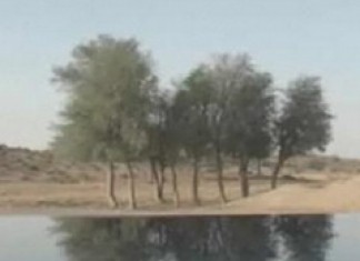Desert Nature