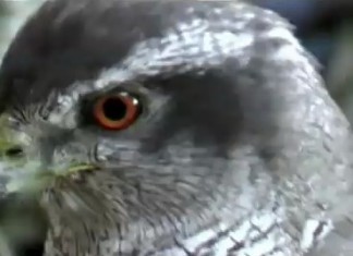 Falconry, a living human heritage